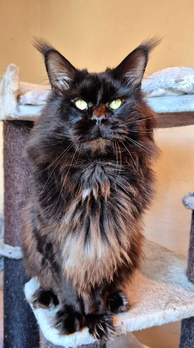 Maine coon male gccf reg - Image 4