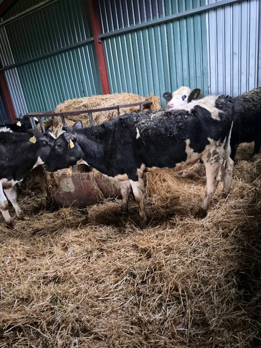 British freisan heifers - Image 3