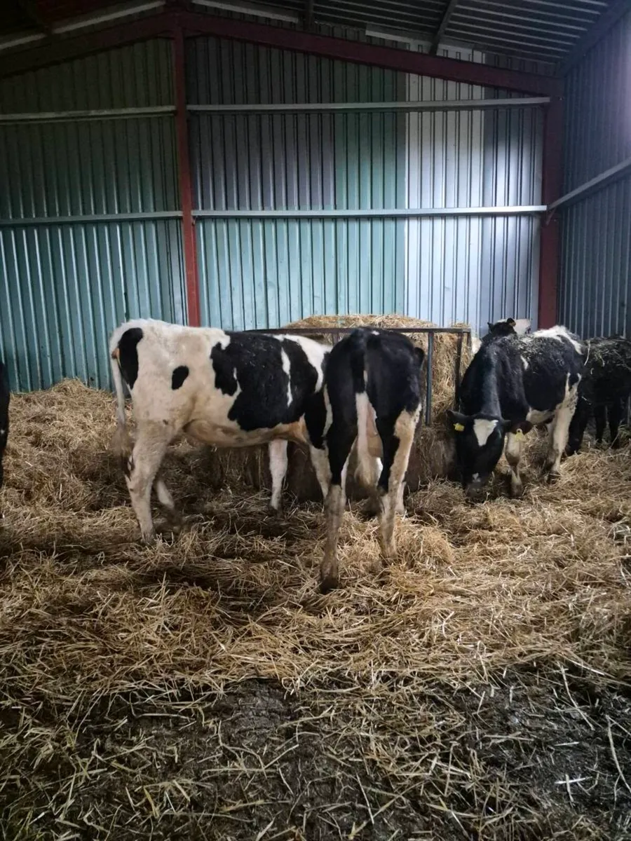 British freisan heifers - Image 4