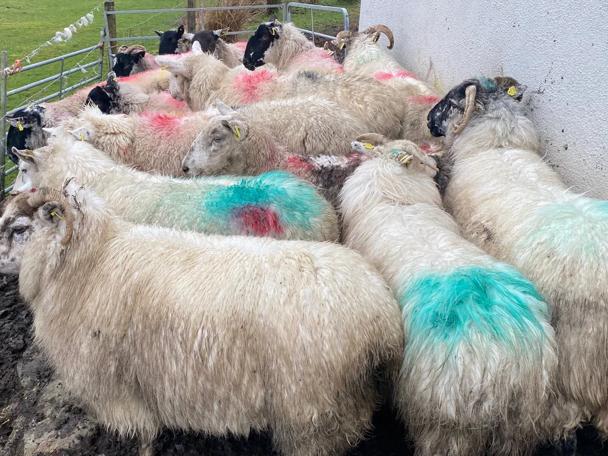 17 Super Ewes Scanned Inlamb - Image 1