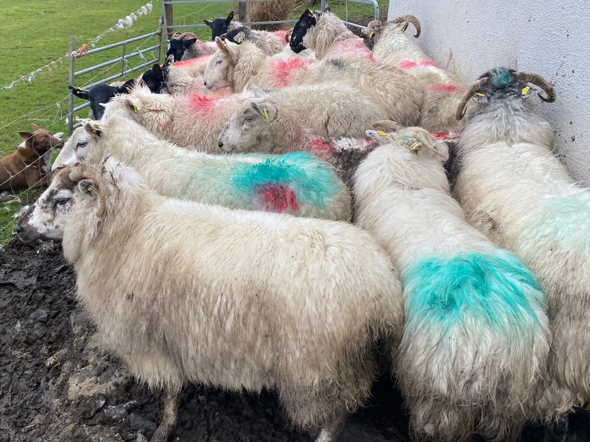 17 Super Ewes Scanned Inlamb - Image 3