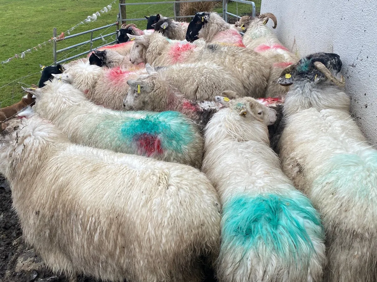 17 Super Ewes Scanned Inlamb - Image 4