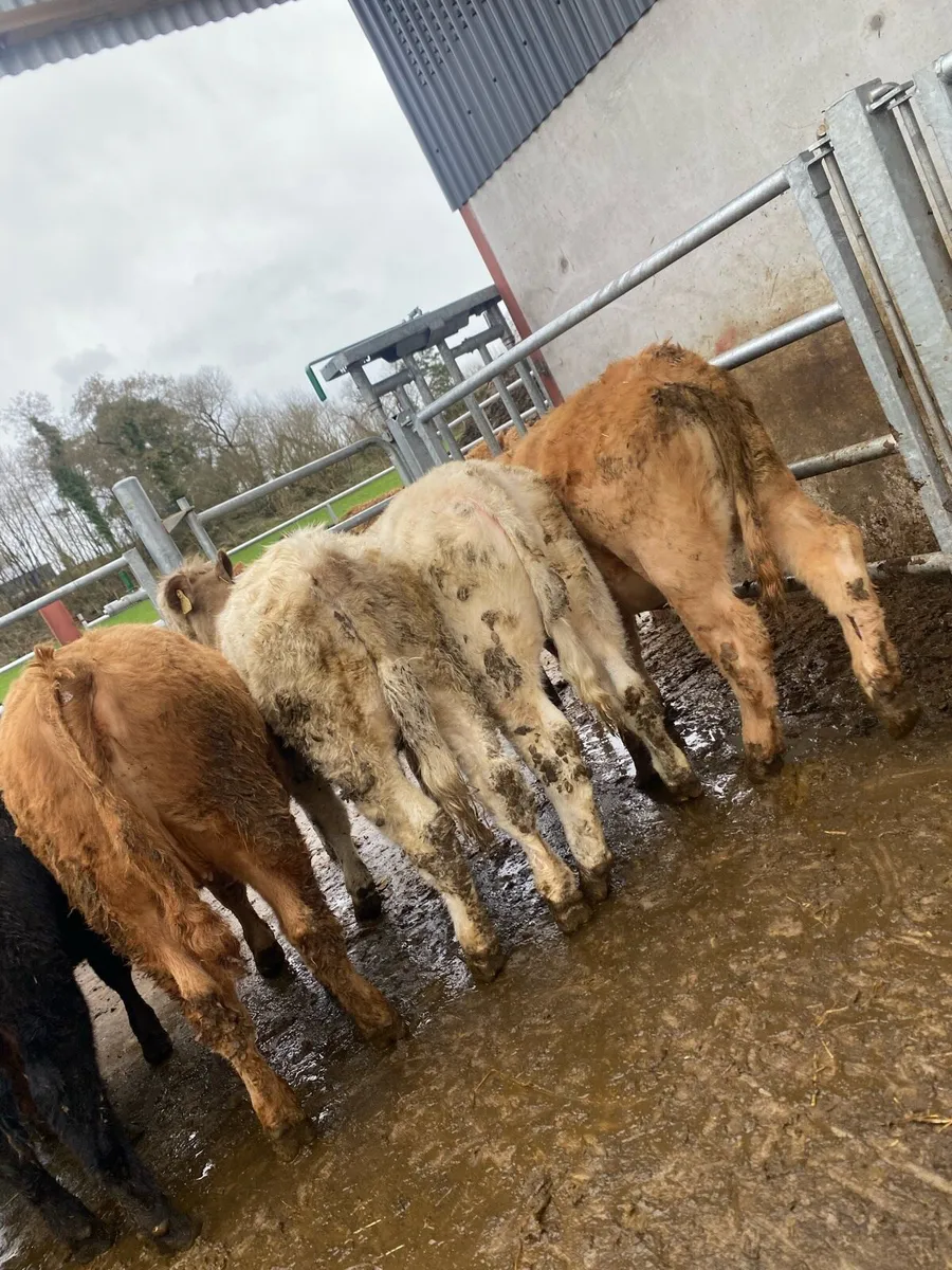 10 super suckler bred heifer weanlings - Image 1