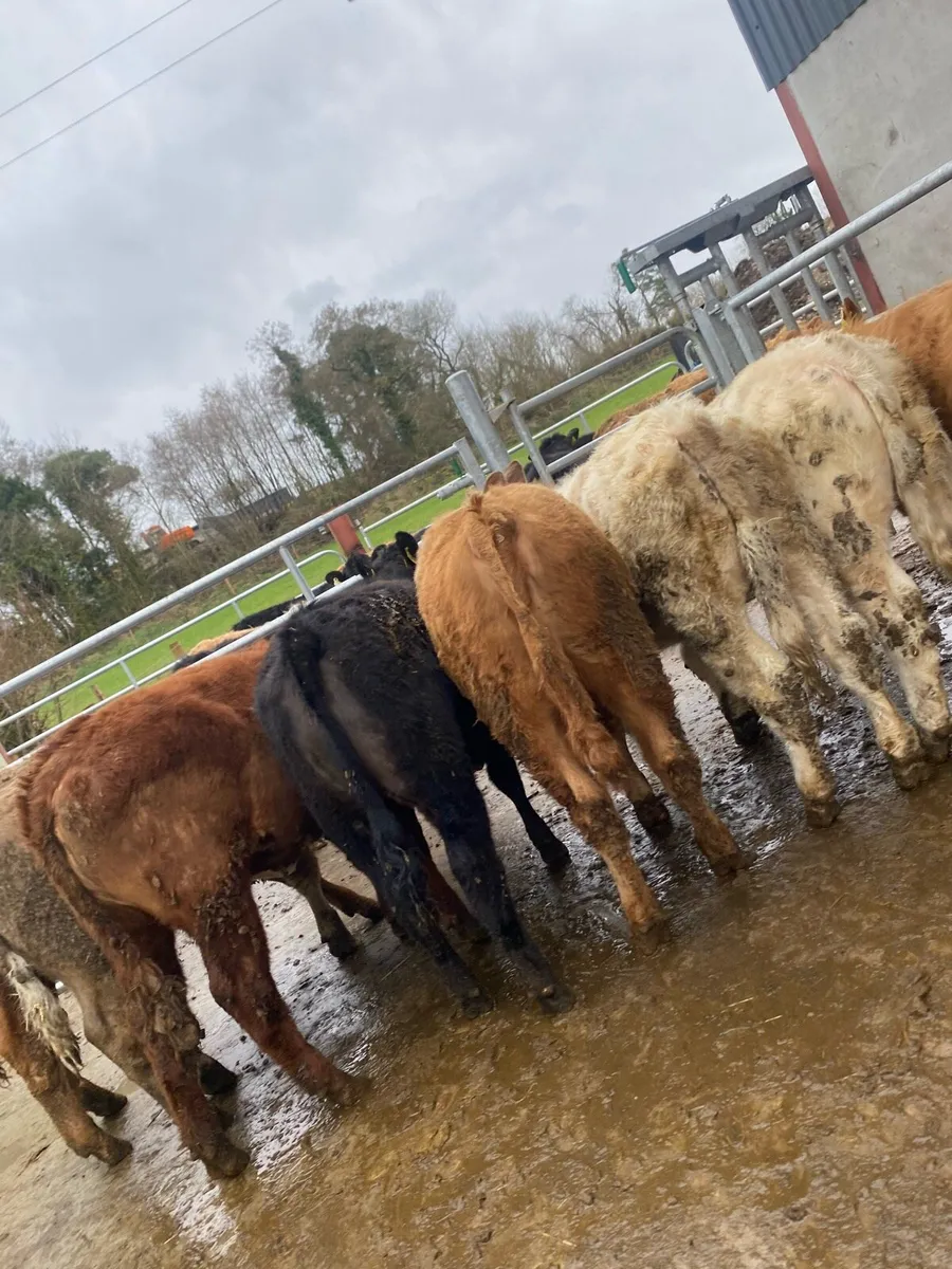 10 super suckler bred heifer weanlings - Image 4