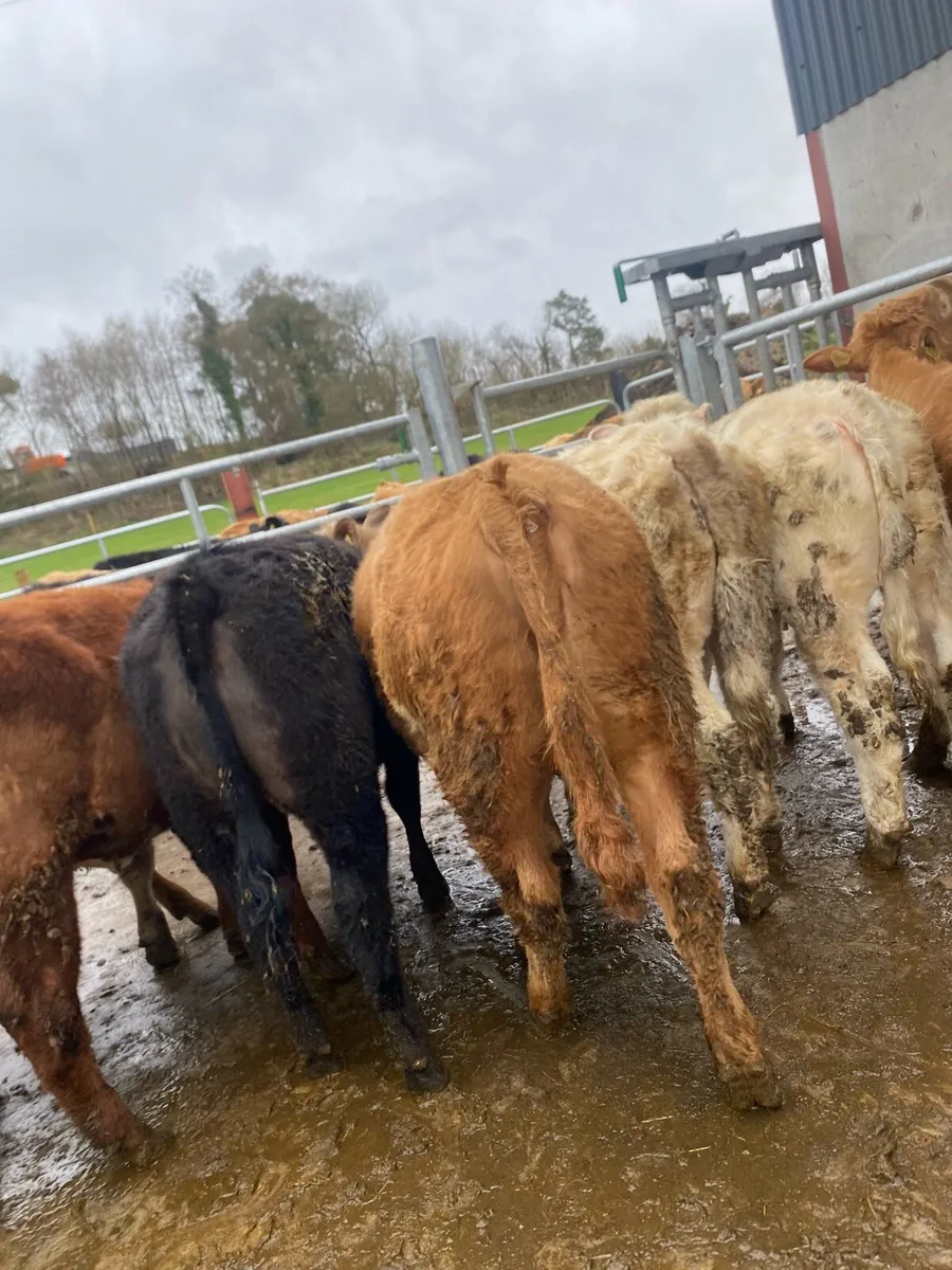 10 super suckler bred heifer weanlings - Image 3