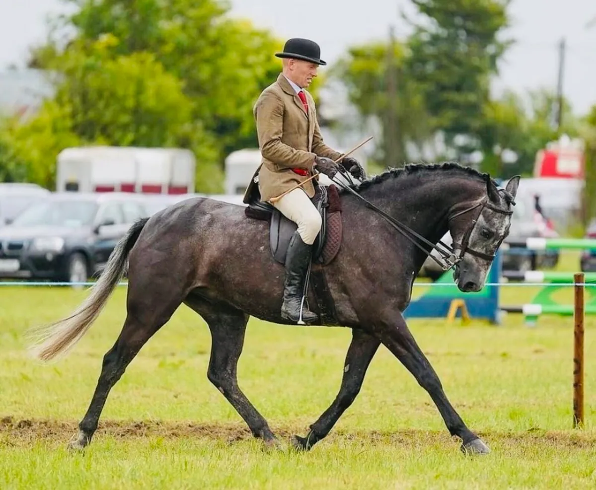 Show/SalesProduction – Stallions, Ponies & Hunters - Image 2