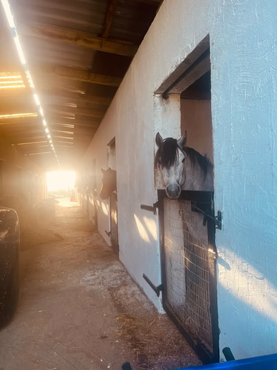 Show/SalesProduction – Stallions, Ponies & Hunters - Image 4