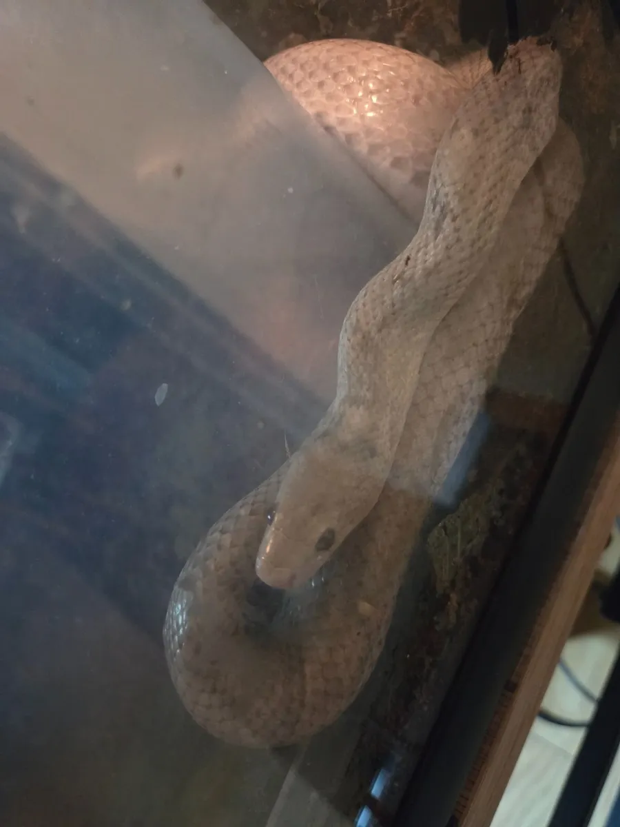 Cornsnake with Vivarium - Image 2