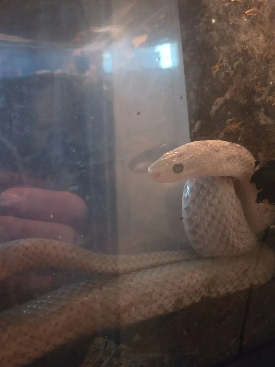 Cornsnake with Vivarium - Image 3