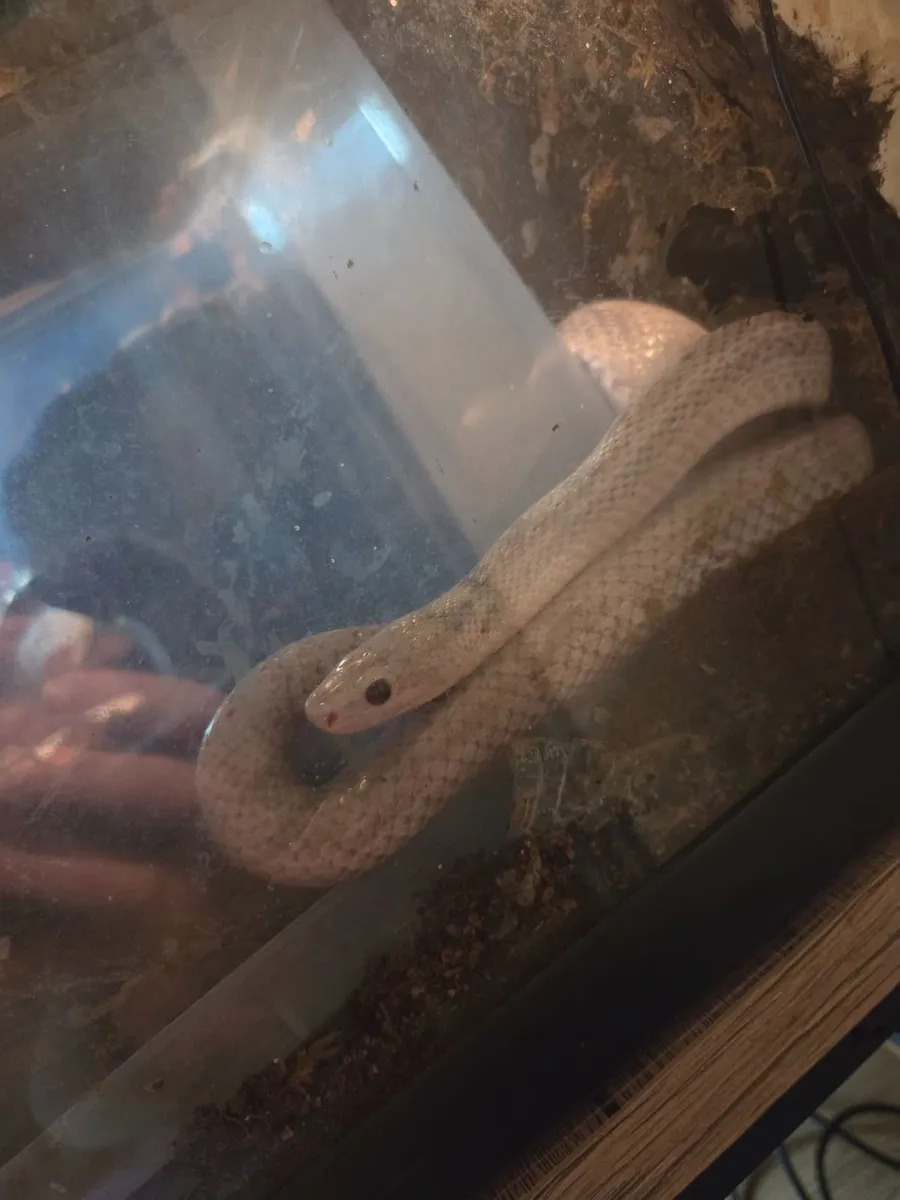 Cornsnake with Vivarium - Image 1