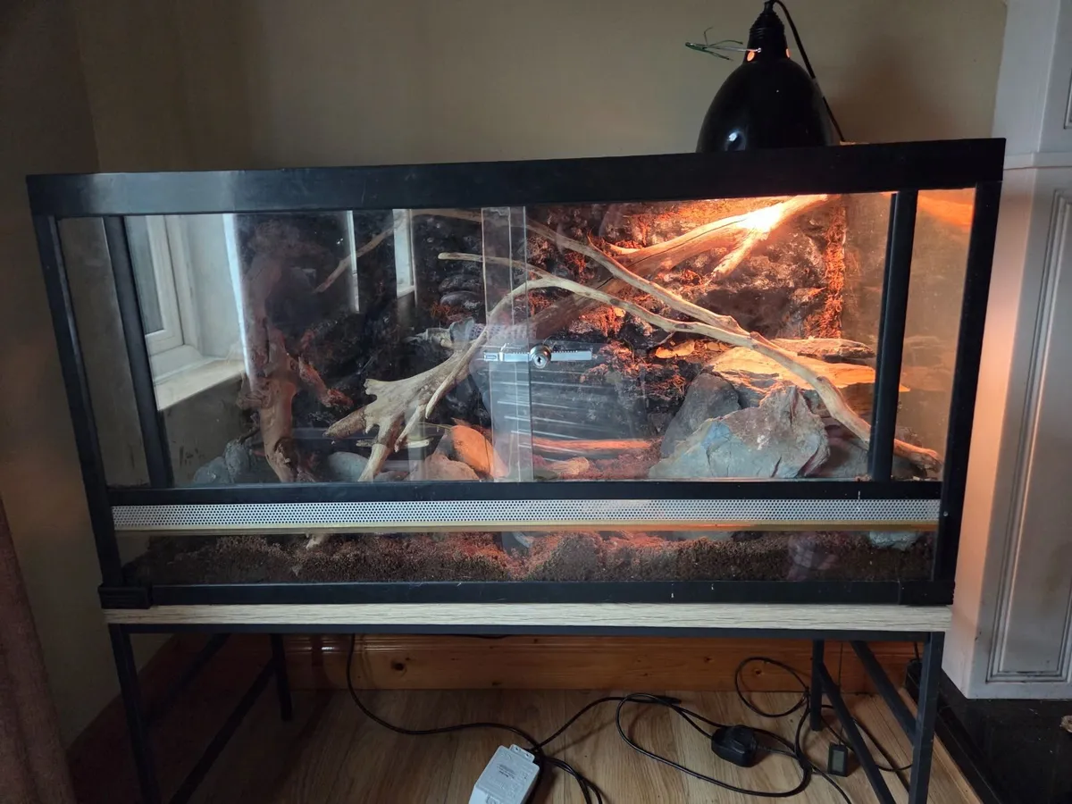 Cornsnake with Vivarium - Image 4