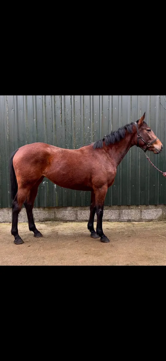 3yo Thoroughbred Filly - Image 3