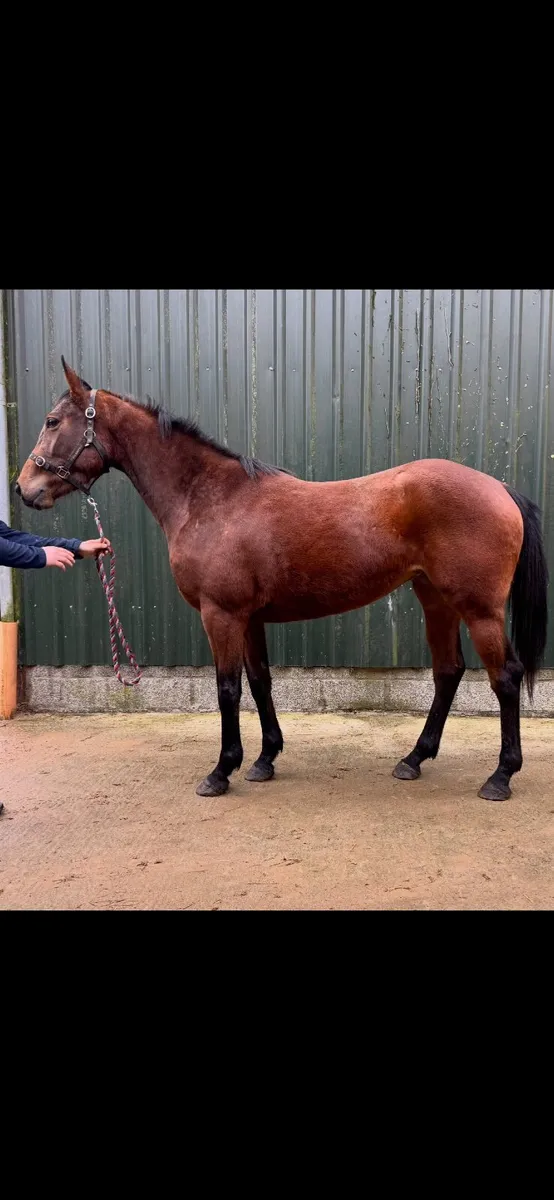 3yo Thoroughbred Filly - Image 4