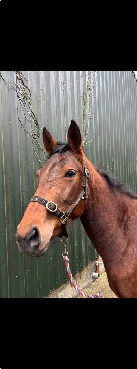 3yo Thoroughbred Filly - Image 1