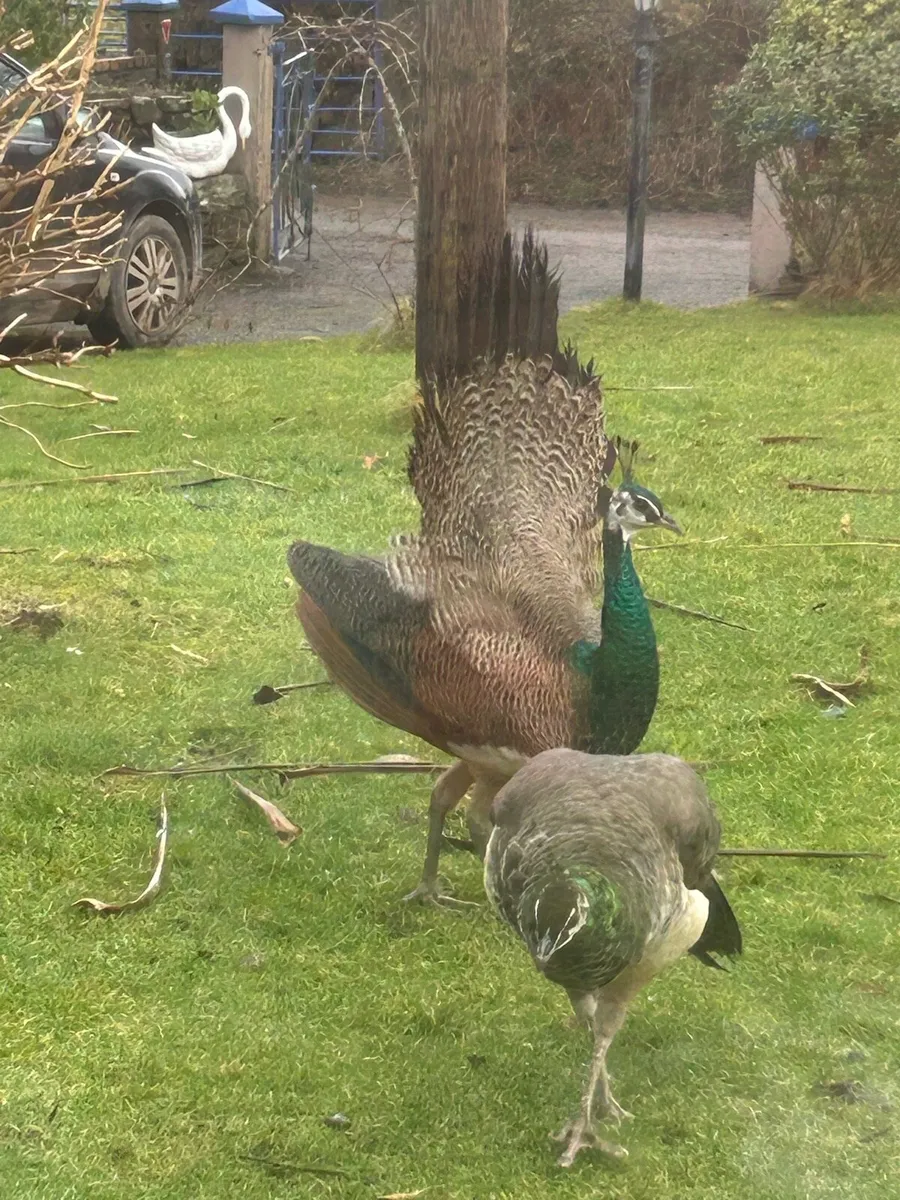 Indian peacock for sale - Image 1