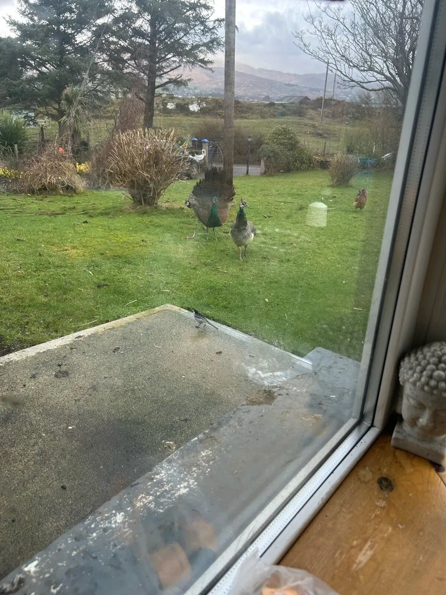 Indian peacock for sale - Image 2