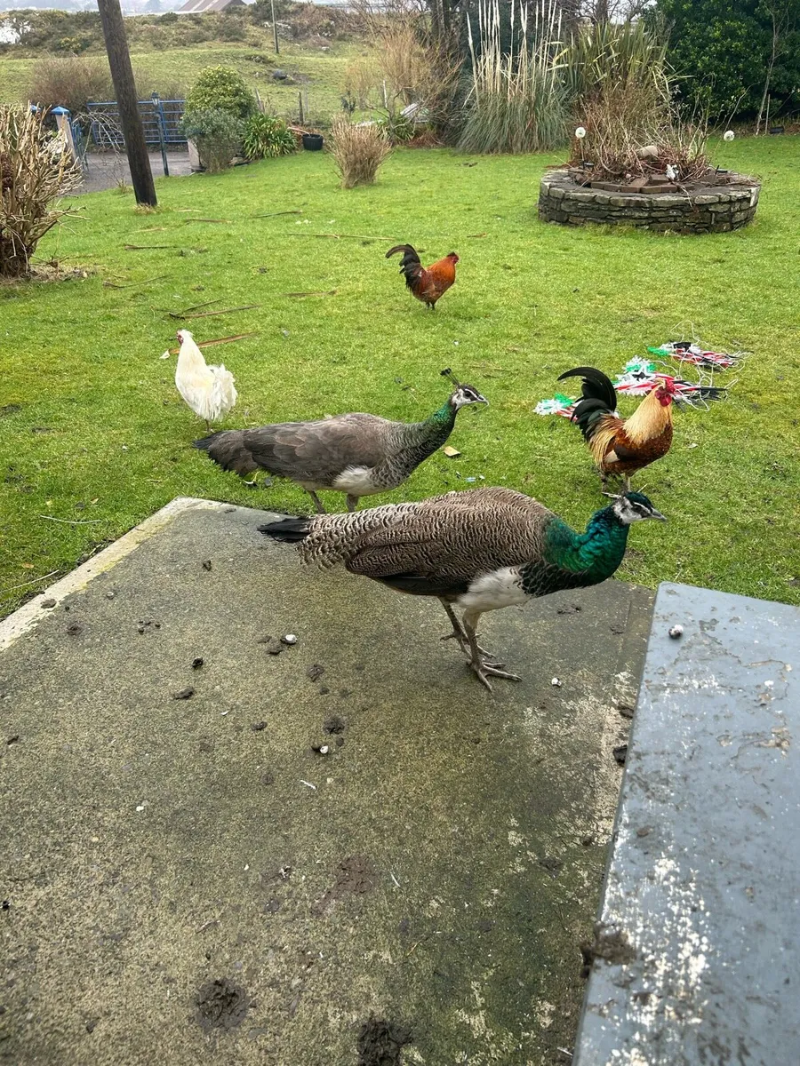 Indian peacock for sale - Image 3