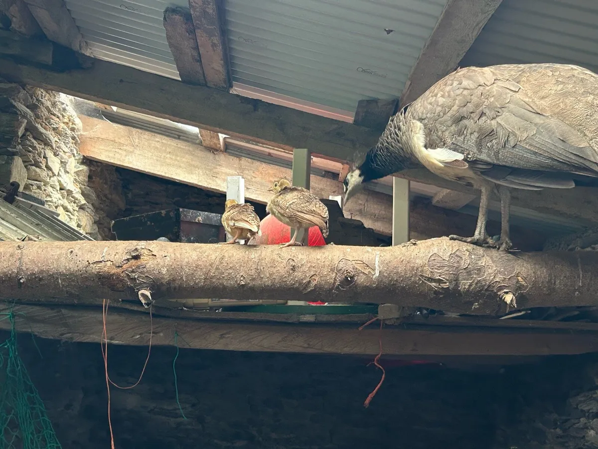 Indian peacock for sale - Image 4