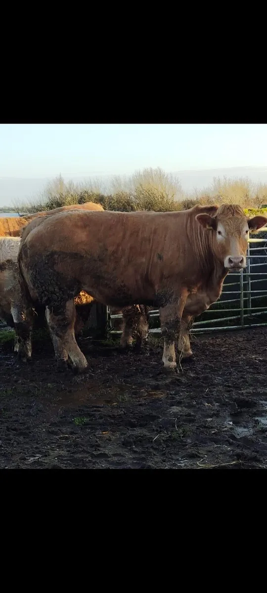 HEADFORD MART SPRING SHOW AND SALE 7TH MARCH - Image 1