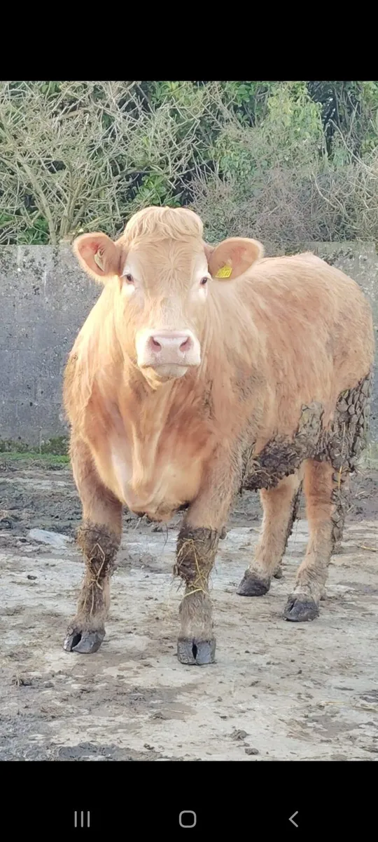 HEADFORD MART SPRING SHOW AND SALE 7TH MARCH - Image 3