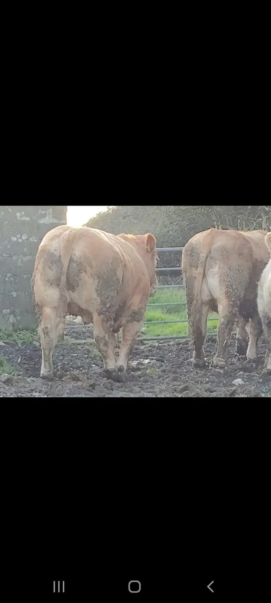 HEADFORD MART SPRING SHOW AND SALE 7TH MARCH - Image 4