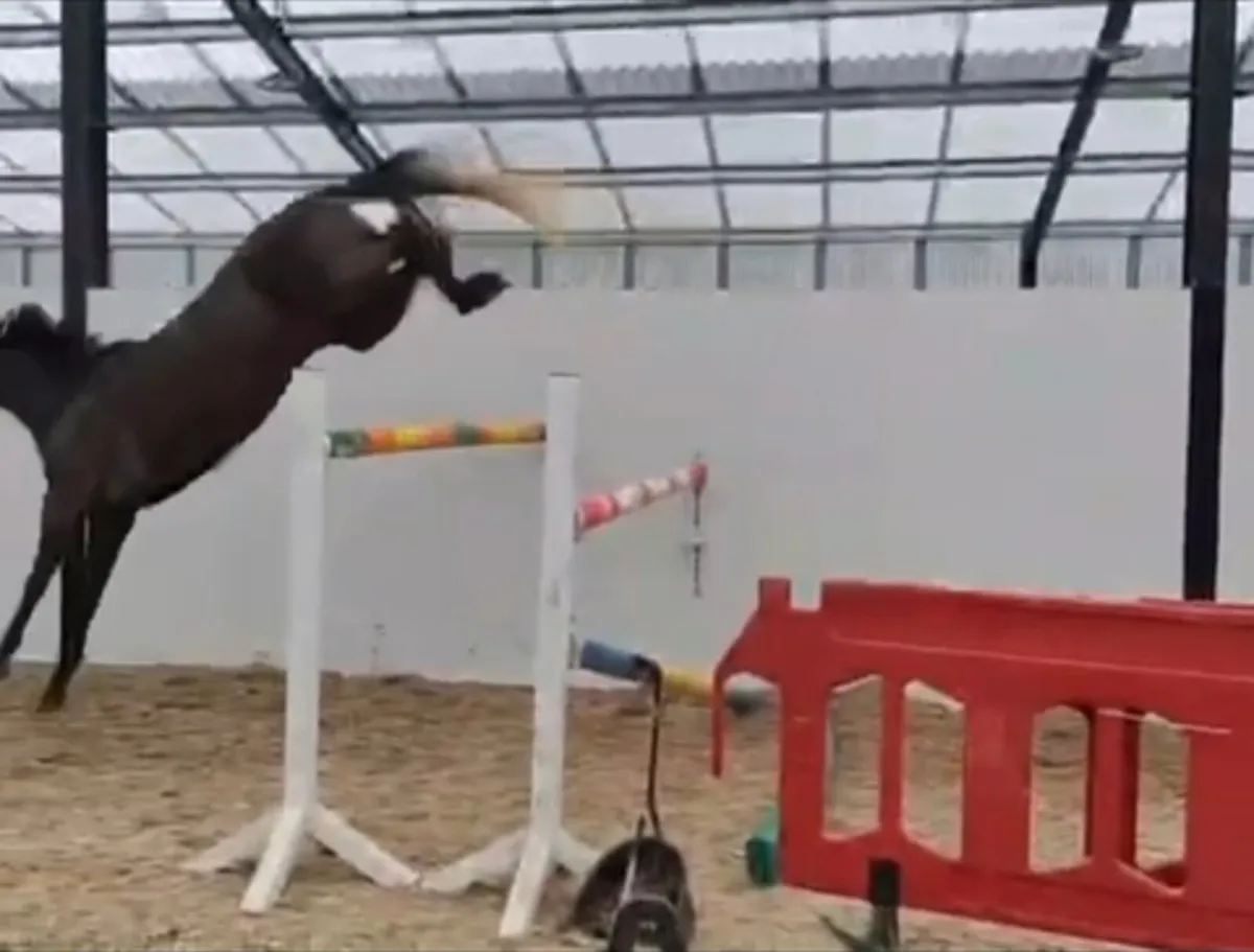 7yo 14.2 Pony - horse bred - Image 2