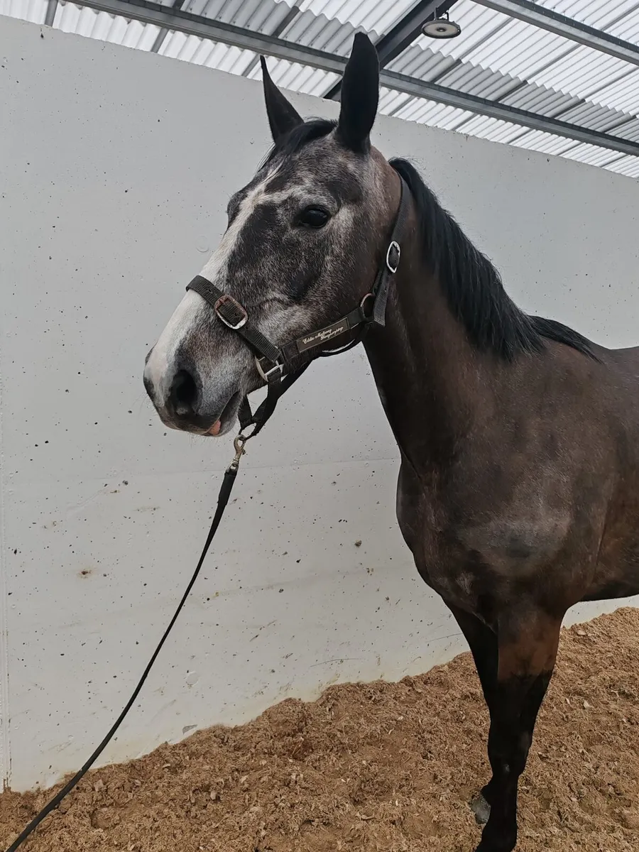 7yo 14.2 Pony - horse bred - Image 1