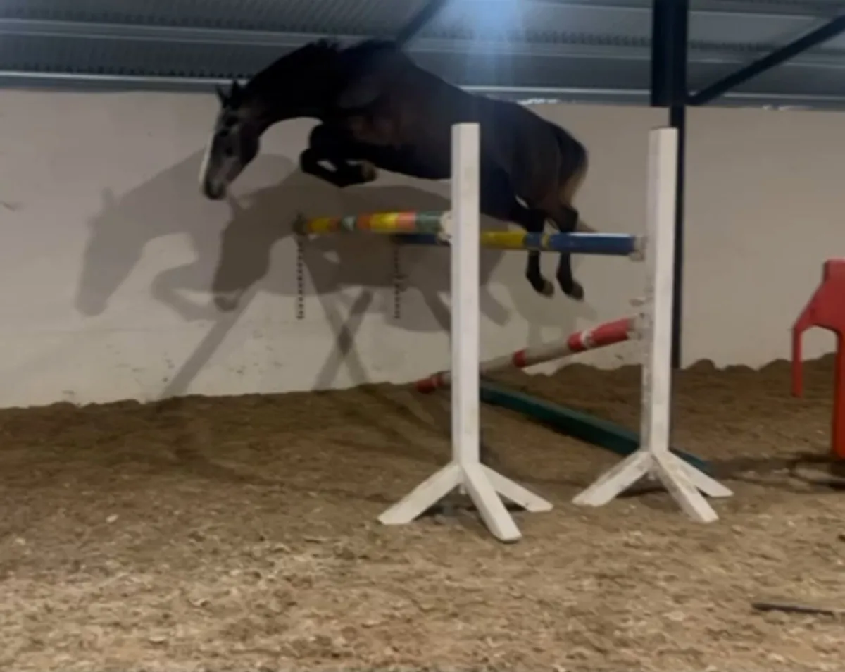 7yo 14.2 Pony - horse bred - Image 3