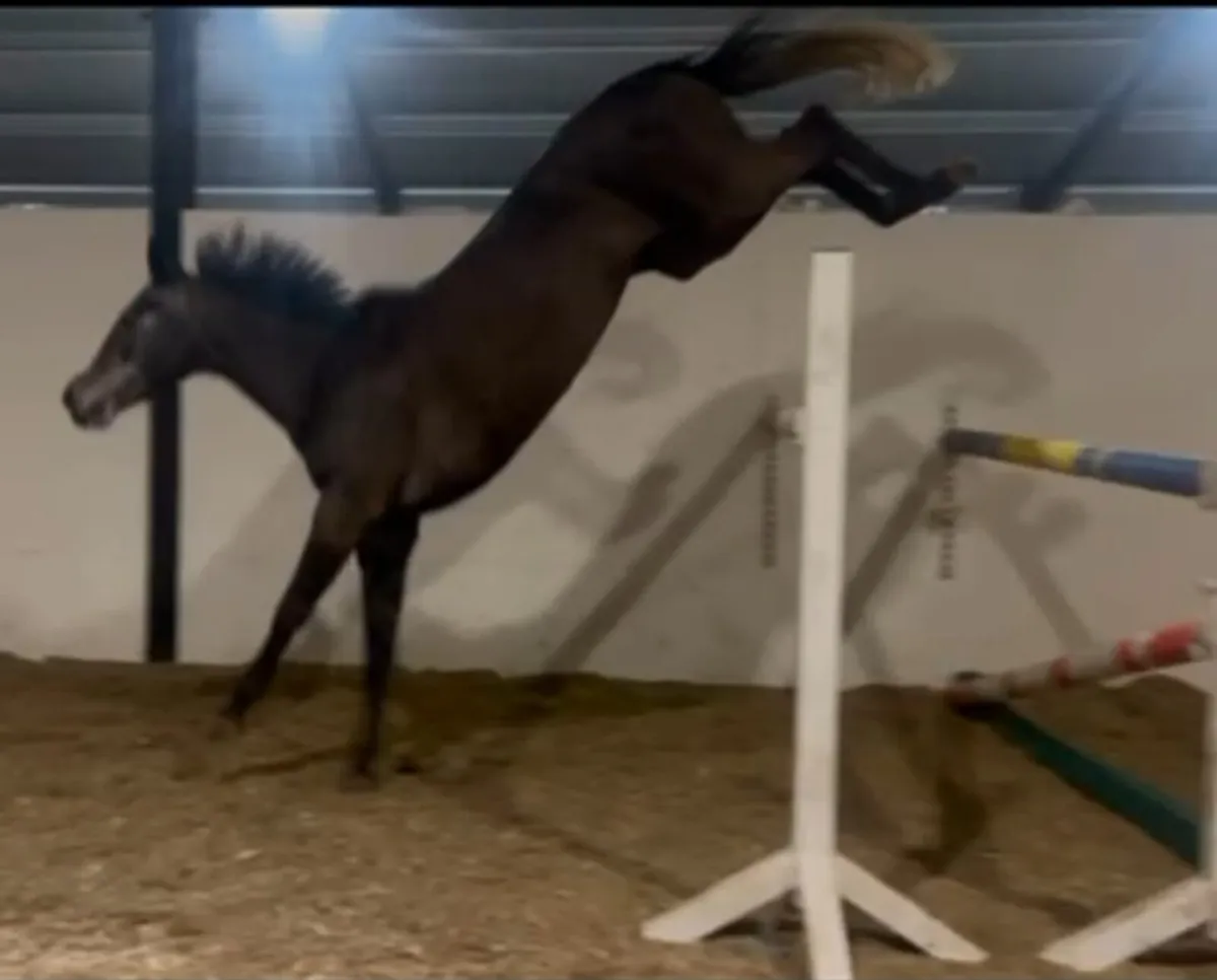 7yo 14.2 Pony - horse bred - Image 4