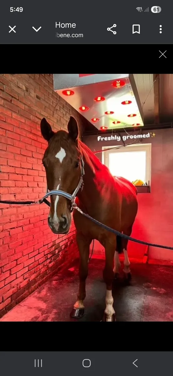 Equine Solariums - Image 1