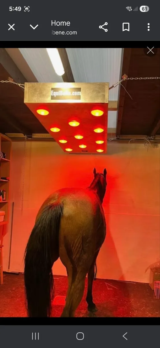 Equine Solariums - Image 2