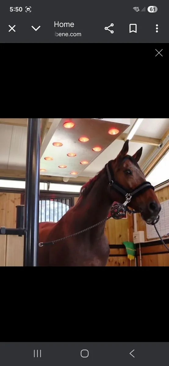 Equine Solariums - Image 3