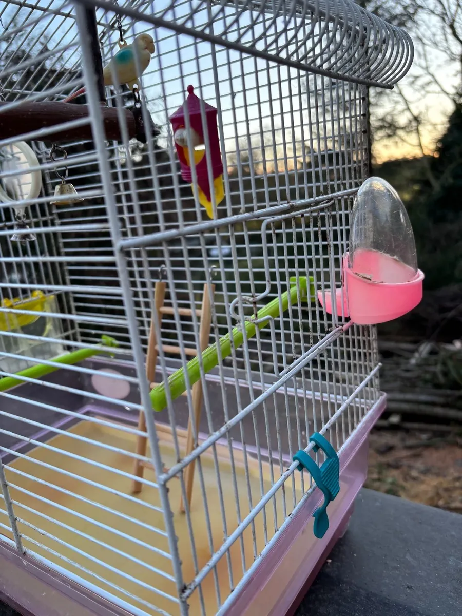 Bird cage - Image 3
