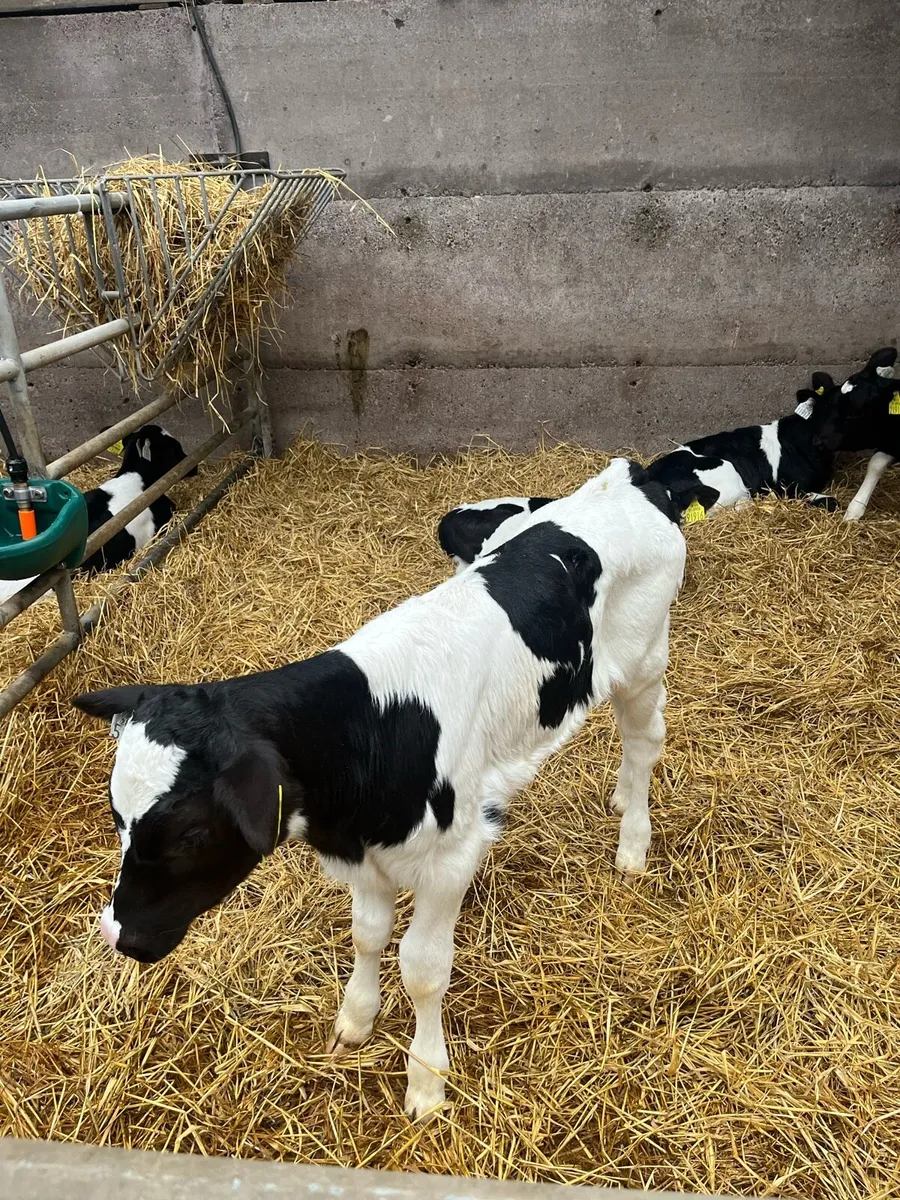 Heifer Calves - Image 1