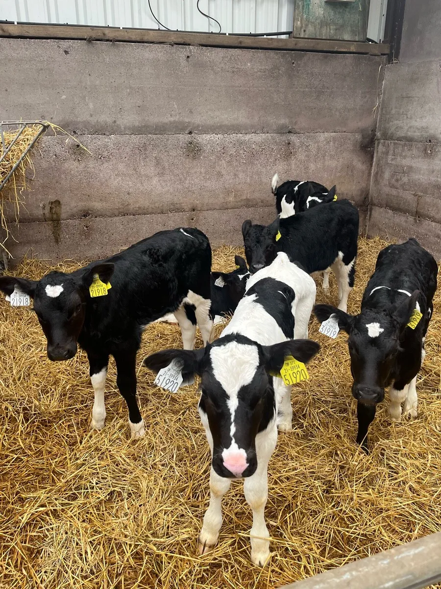 Heifer Calves - Image 2