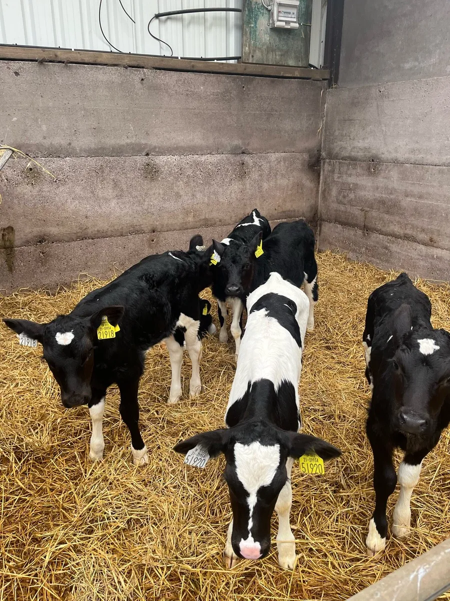 Heifer Calves - Image 3