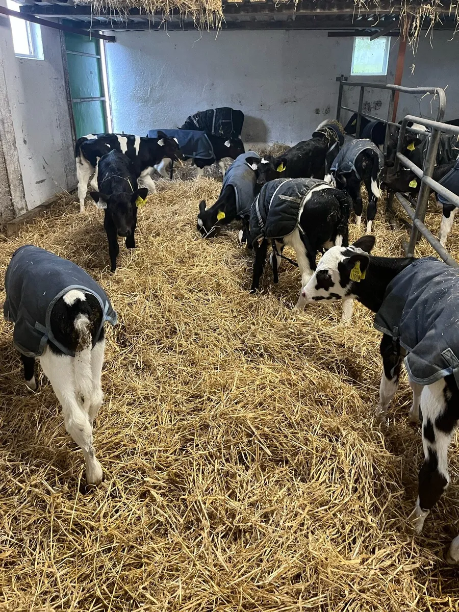 Heifer Calves - Image 4