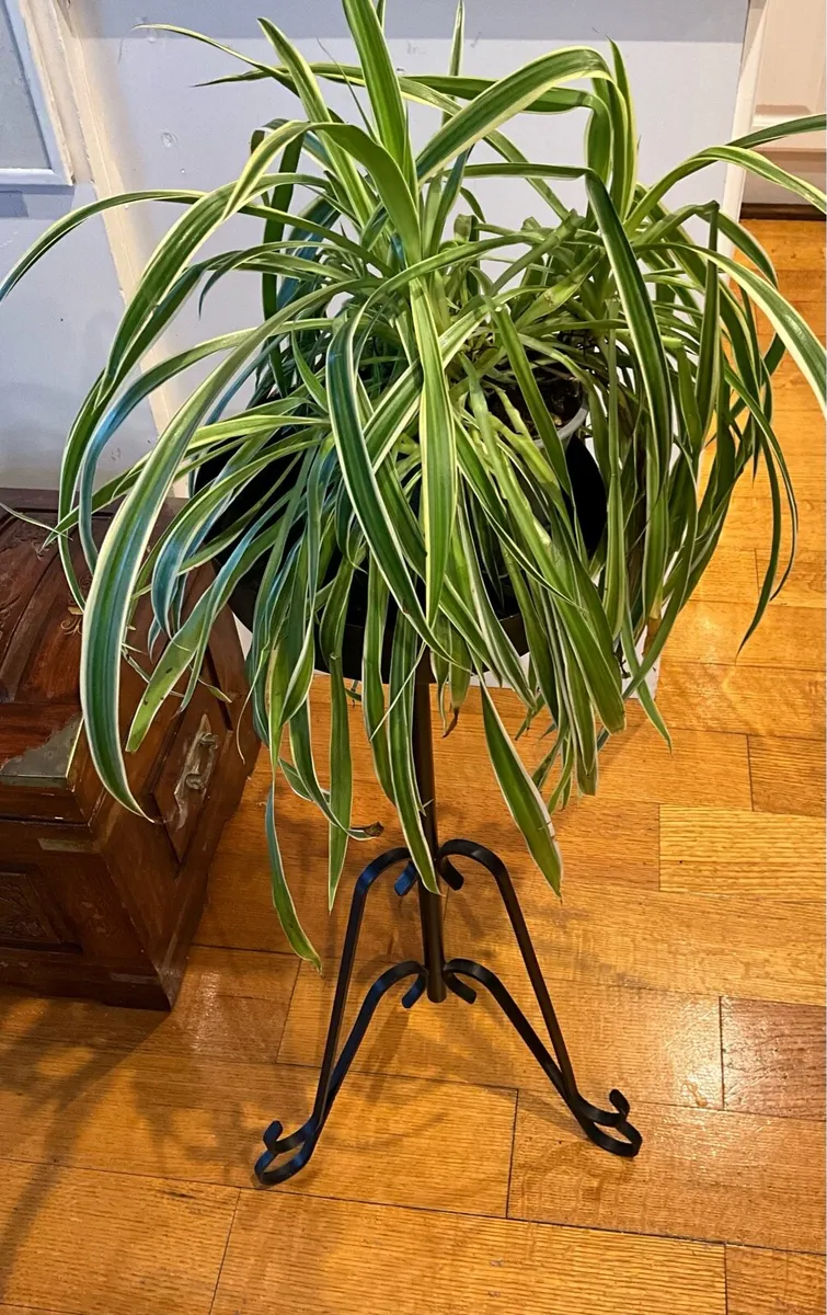 Wrought iron Pedestal Plant/Flower Stand - Image 4