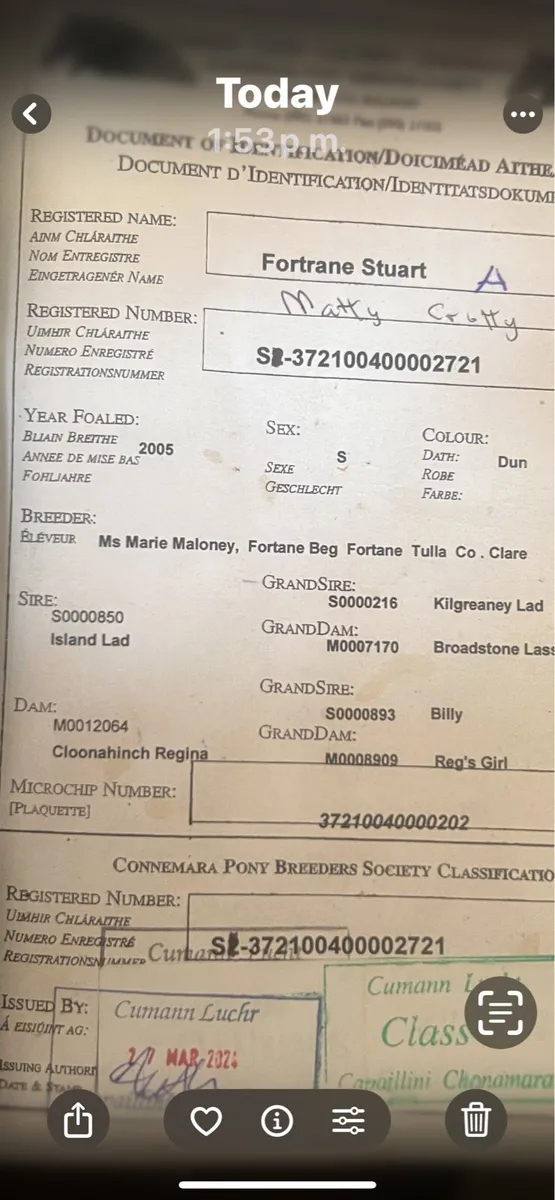 Class 1 Dun Connemara Stallion NN - Image 3