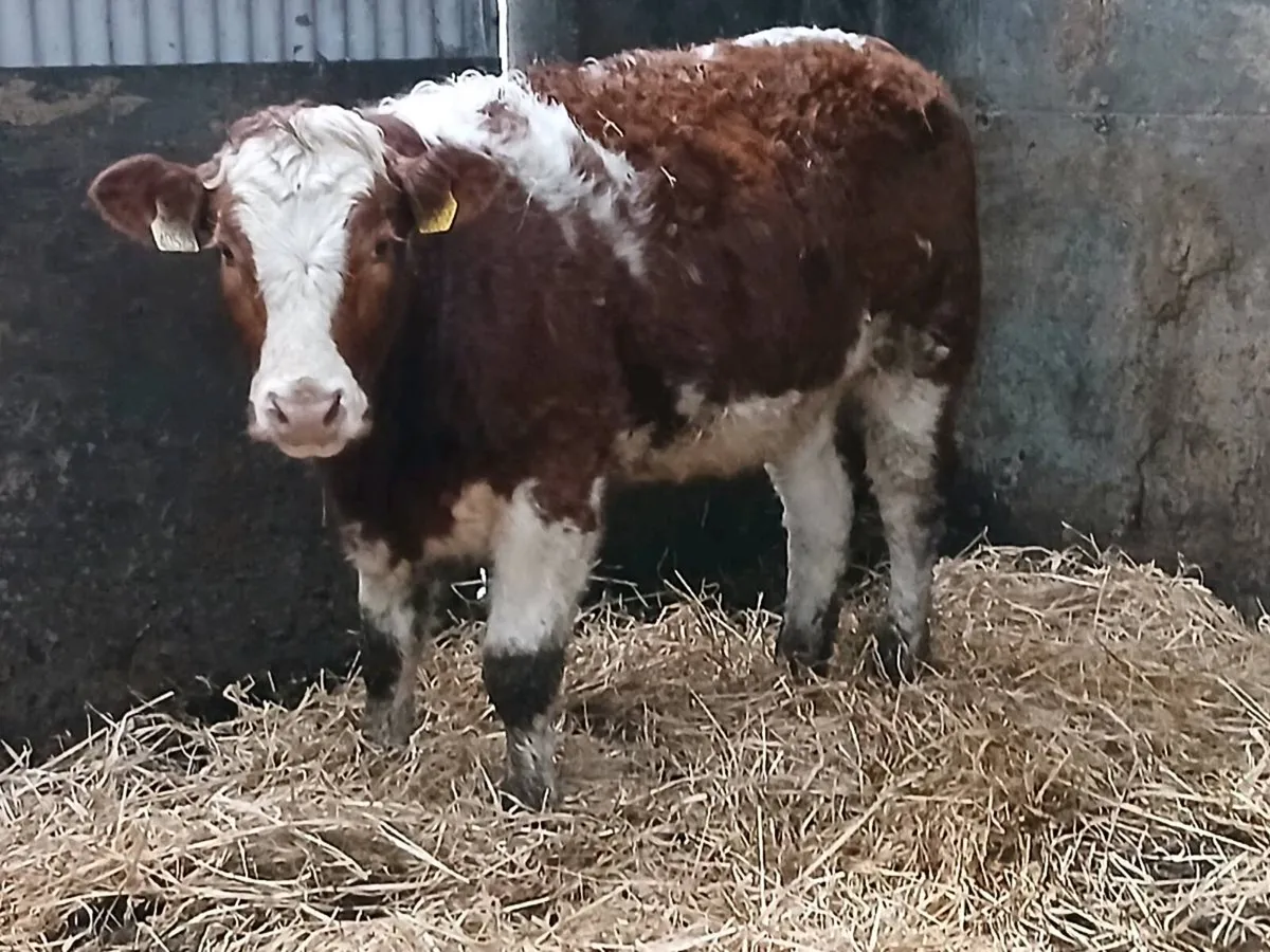 1 smashing SIX  Heifer for sale - Image 1