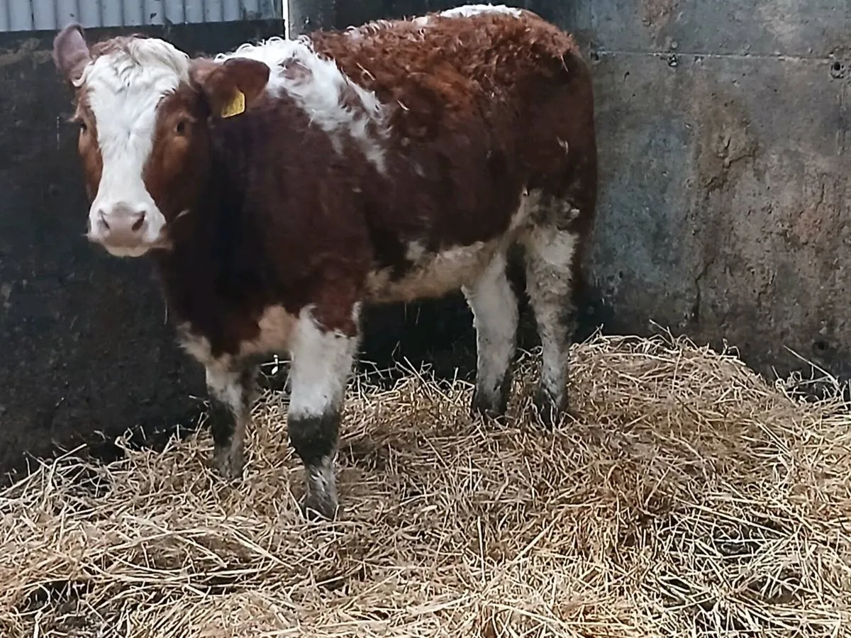1 smashing SIX  Heifer for sale - Image 2