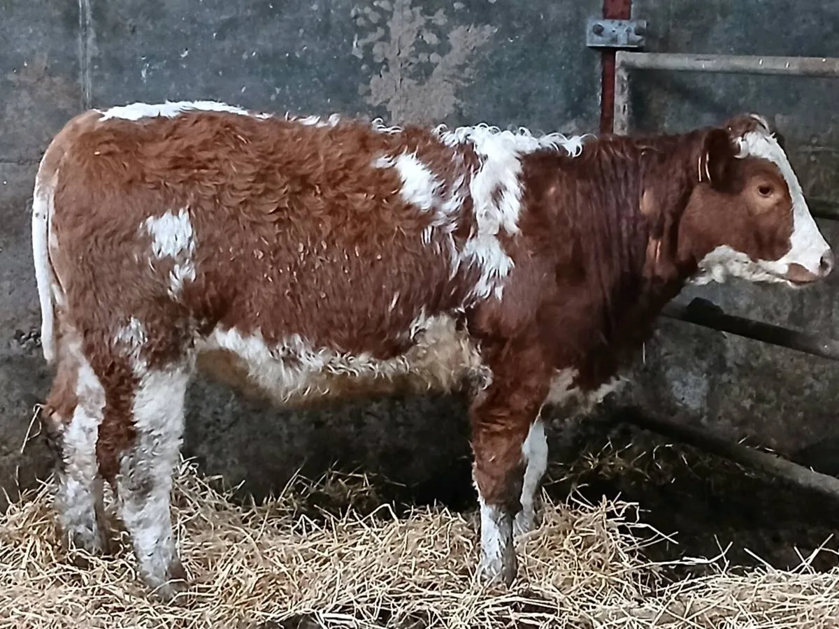 1 smashing SIX  Heifer for sale - Image 3