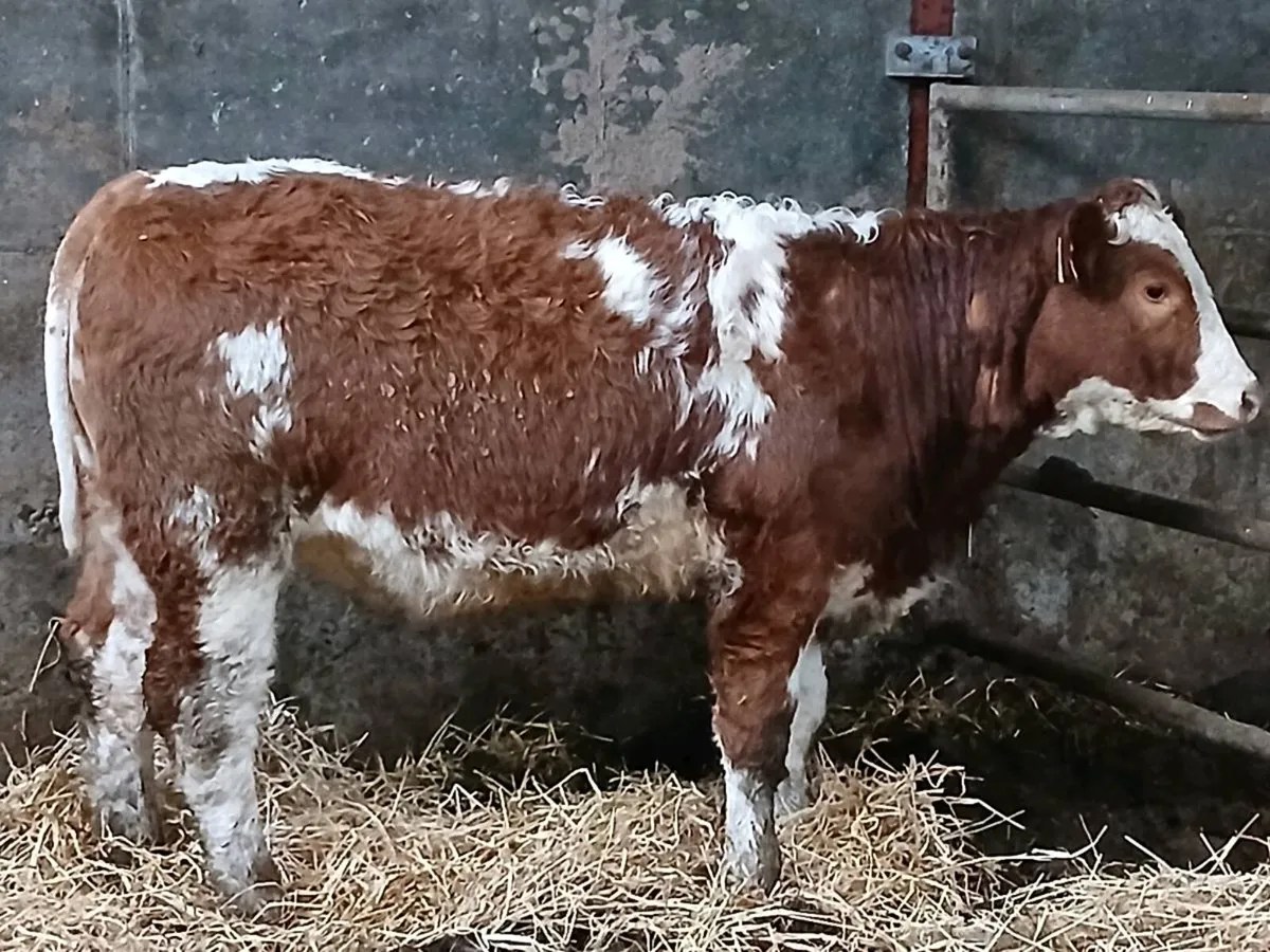 1 smashing SIX  Heifer for sale - Image 4