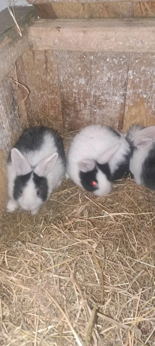 Rabbits - Image 1