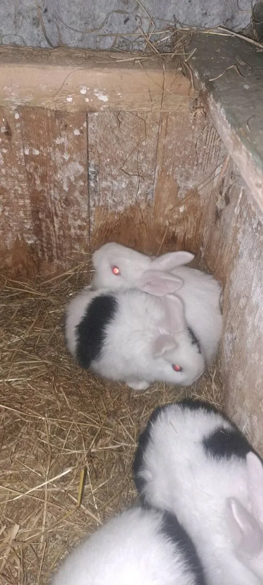 Rabbits - Image 4