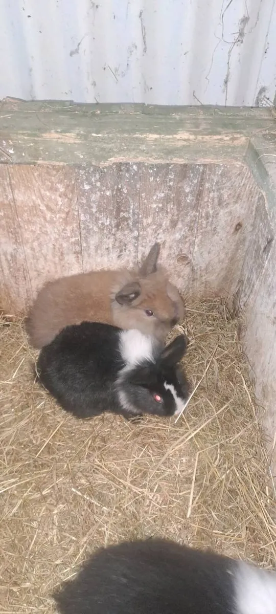 Rabbits - Image 3