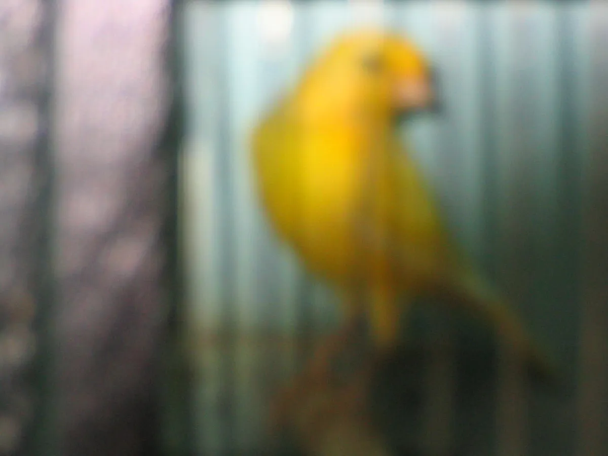 Canaries - Image 3