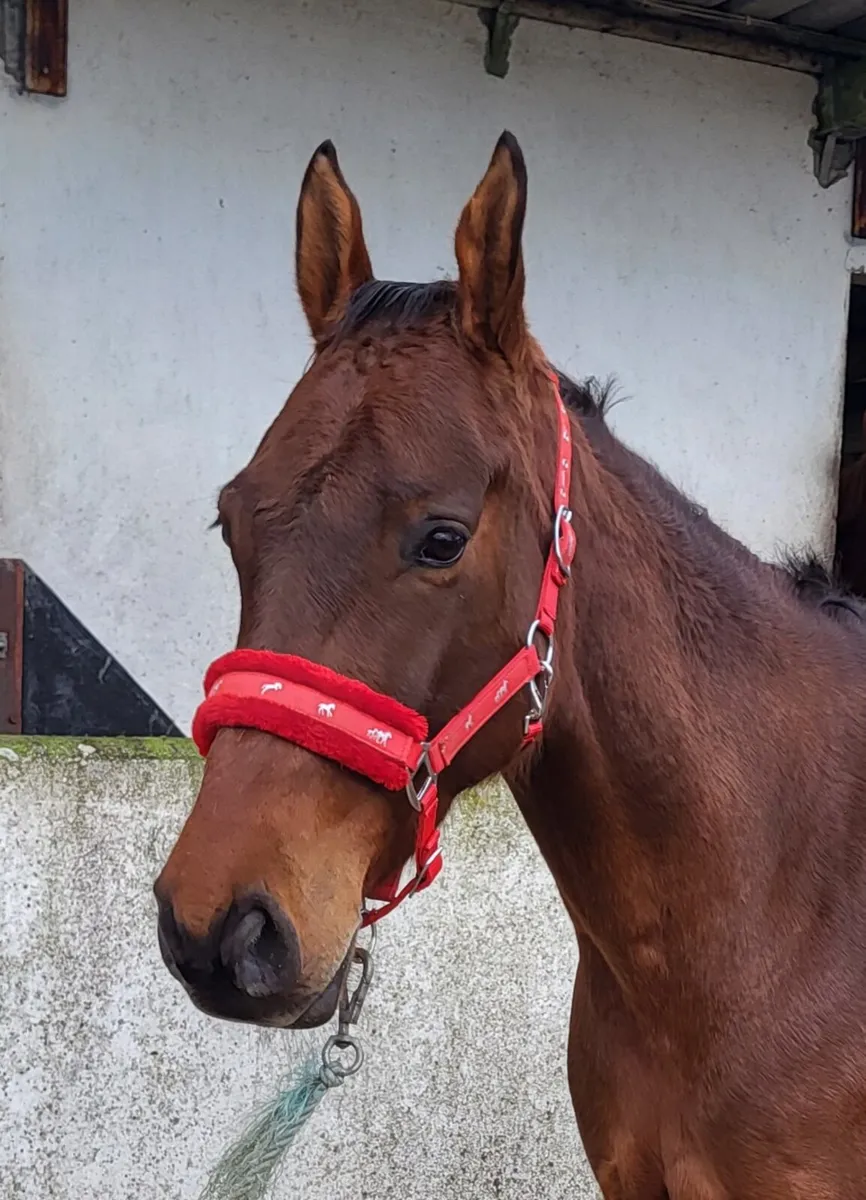 5yr old Gelding 16 1hh by El Barone(Emerald) - Image 1