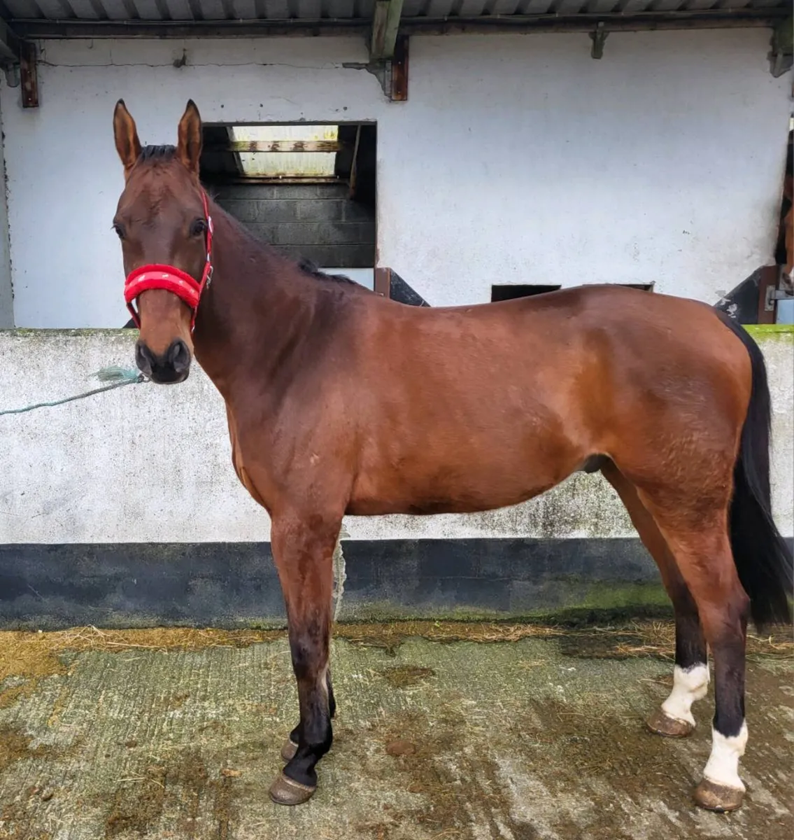 5yr old Gelding 16 1hh by El Barone(Emerald) - Image 2