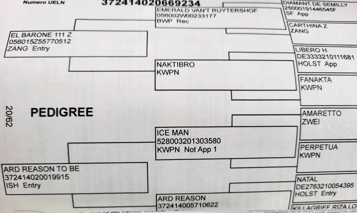 5yr old Gelding 16 1hh by El Barone(Emerald) - Image 4